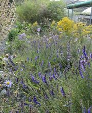 Wildpflanzengärtnerei Flora di Berna Bild 6