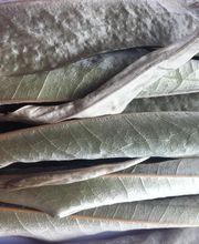 FEUILLE D'ARGENT SARL image 1