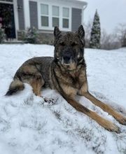 The Pet Wellness Group: Florence image 19