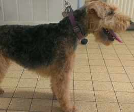 Happy Dogs image 1