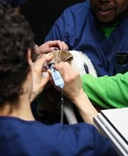 Levittown Animal Hospital image 6