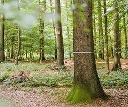 FriedWald Kalletal Bild 1