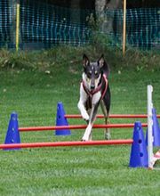Hundeschule Amperland Ihre mobile Hundeschule bei FFB Bild 5