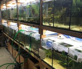 Dies ist die Aquarienwand.