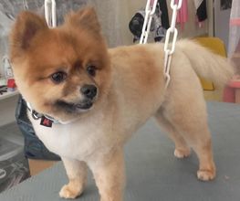 Lady Chiens image 20