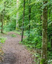 FriedWald Schurwald Bild 10