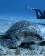 Buceando en tenerife visualizando la fauna marina, como esta hermosa tortuga