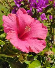 Charlot Chantal image 15