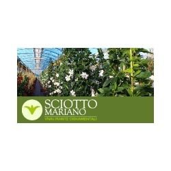 Vivai Eredi Sciotto Mariano logo