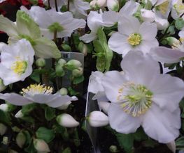 Blumen Petermann Bild 6