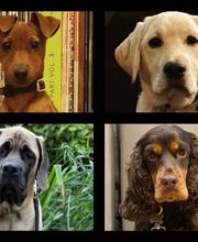 Education Canine Matthieu Gavardin image 2