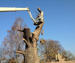 Gartenservice Tokarski Bild 5