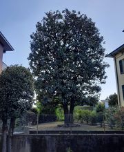 Pasinelli cura alberi Sagl Bild 2