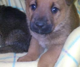 clinica-veterinaria-polop-cachorro-04.jpg