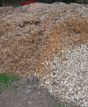 Renet Pierre image 5