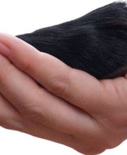 Kleintierpraxis Vincenz AG Bild 4