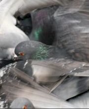 DESINFEXION SERVICE SARL Bild 14