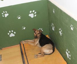 RESIDENCIA CANINA SORIA imagen 14