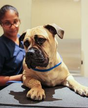 Pure Paws Veterinary Care of Clinton Hill image 5