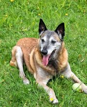 Hundeschule Wauschlau - Hausbesuche	Hundetraining direkt bei dir zu Hause: In gewohnter Umgebung zeigt die Hundeschule Wauschlau effektive Methoden zur Korrektur von Verhaltensauffälligkeiten und gibt praxisnahe Tipps für Alltag und Training.