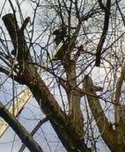 Espace Vert Mc image 15