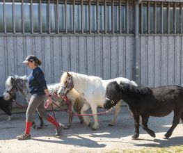 Manège et Poney Club de Presinge Bild 8