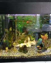 LVM Versicherung Adalbert Baum - Versicherungsagentur Bild 4