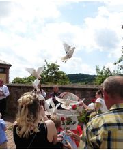 REHO Renninger Hochzeitstauben Bild 5