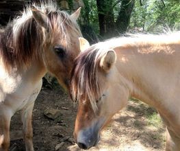 Ferme Equestre De Daoudou image 2