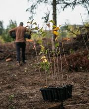 Treebreathe Sàrl Bild 6