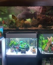 AmaitaVet Clínica Veterinaria imagen 18