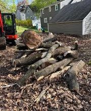 Owen's Tree Expert image 18