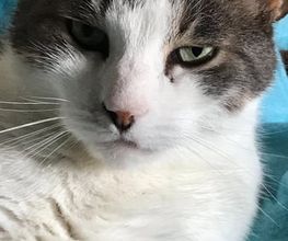 Comme Un Chat image 3