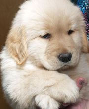 Olde Towne Animal Hospital image 13