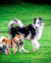 Hundecoach Melly- Mobil & Individuell Bild 5