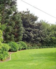 Viveiros Adoa, S.L. (Tameiga) imagen 3