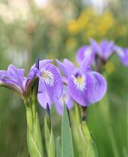 LEHNERT AG Teich - und Poolcenter Bild 2