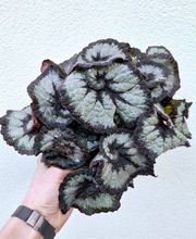 Pluie de Pétales image 12