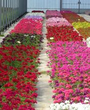 Les Serres De Biennac image 5