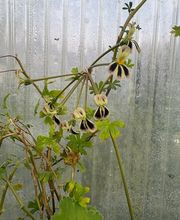 Ralf Paul Pelargonien (Para's) Bild 9