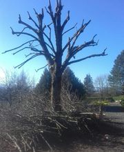 Sarl Pierrot Elagage image 12