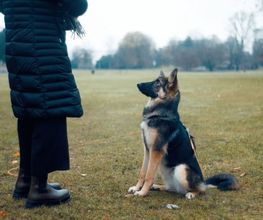 Hundeschule Wauschlau - Begleithundetraining Begleithundetraining in der Hundeschule Wauschlau: Traditionelle Ausbildung mit Fokus auf Ausdauer, Beständigkeit und Ausstrahlung. Korrekte Positionen und freudiges Arbeiten machen Hund und Halter zu einem starken Team.