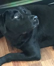 European Auto Care image 13