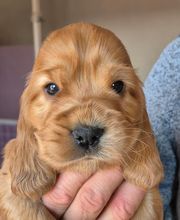 Anton Alice image 17