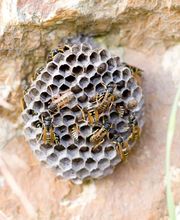 Bellue Stephane image 5