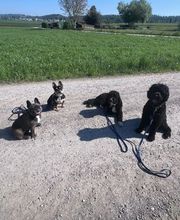 Focus Dogs Hundeschule KlG Bild 6