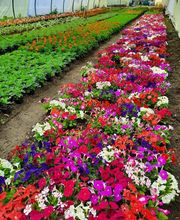 Rapnouil Stephane image 3