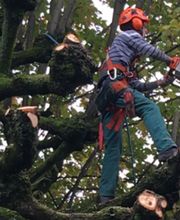 Trois-Chêne Jardins Sàrl Bild 9