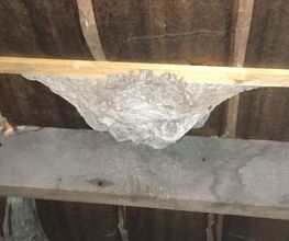Desinsectisation Service image 2