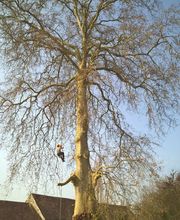 Arbor Environnement image 4